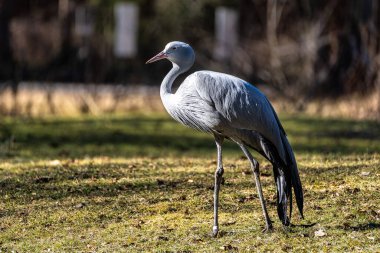 Grus paradisea, Güney Afrika 'ya özgü nesli tükenmekte olan bir kuş türü. Güney Afrika 'nın ulusal kuşudur.