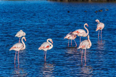 Büyük Flamingo, Phoenicopterus Roseus Camargue 'deki Pont de Gau Ornitoloji parkında. Fransa' daki Saintes Maries de la Mer 'de bölgesel park.