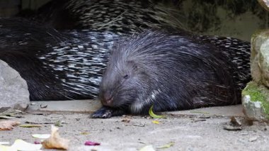 Hint armalı kirpi, Hystrix indica veya Hint kirpi, kirpi familyasına ait büyük bir histrikomorf kemirgen türüdür.