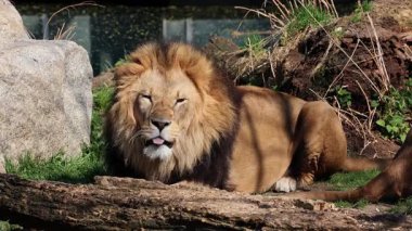 Aslan, Panthera leo, Panthera cinsindeki dört büyük kediden biridir ve Felidae familyasının bir üyesidir..
