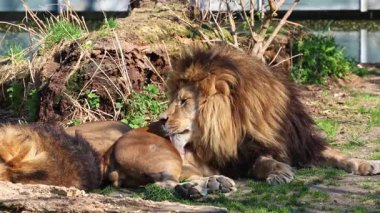 Aslan, Panthera leo, Panthera cinsindeki dört büyük kediden biridir ve Felidae familyasının bir üyesidir..