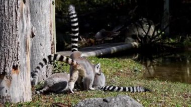 Halka kuyruklu lemur Lemur, Lemur catta uzun, siyah ve beyaz halkalı kuyruğundan dolayı büyük bir strepsirrhine primatı ve en tanınmış lemur türüdür.