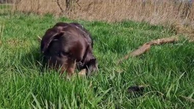 Labrador Retriever, Canis lupus familiaris çim tarlasında. Sağlıklı çikolata rengi labrador retriever Almanya 'da Donauwoerth, Bavyera' da eğleniyor.