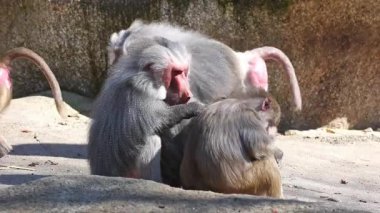 Hamadryas babunu, papio hamadryas, yan yana oturup birbirlerini tımar ediyorlar. Papio hamadryas bir babun türüdür.