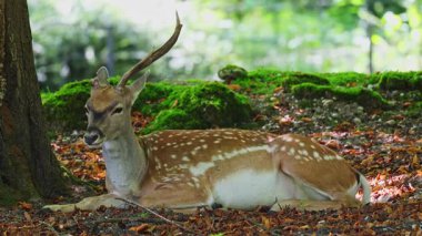 Fallow deer, Dama mezopotamya, Cervidae familyasından bir memeli türü..