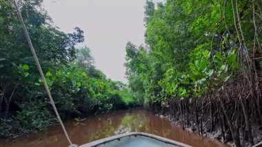 Delta das Americas, Brezilya - 20 Ocak 2025: Igarape do Urubu Nehri, Delta das Canarias, Brezilya. Amazon yağmur ormanları. Güney Amerika