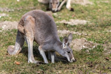 Kırmızı kanguru, Macropus Rufus tüm kanguruların en büyüğü, Avustralya 'ya özgü en büyük karasal memeli ve mevcut en büyük keseli hayvandır..