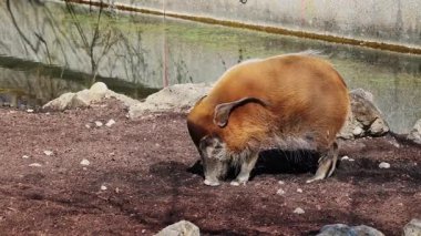 Kızıl nehir domuzu, Potamochoerus porcus, ayrıca çalı domuzu olarak da bilinir. Bu domuzun yer altında yiyecek bulmak için keskin bir koku alma duyusu var..