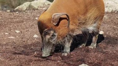 Kızıl nehir domuzu, Potamochoerus porcus, ayrıca çalı domuzu olarak da bilinir. Bu domuzun yer altında yiyecek bulmak için keskin bir koku alma duyusu var..