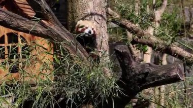 Kırmızı panda, Ailurus fulgens, daha küçük panda ve ağaçta oturan kırmızı kedi ayı olarak da bilinir..