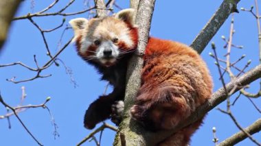 Kırmızı panda, Ailurus fulgens, daha küçük panda ve ağaçta oturan kırmızı kedi ayı olarak da bilinir..