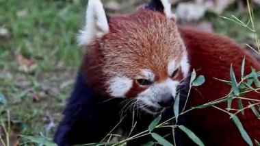 Kırmızı panda, Ailurus fulgens, daha küçük panda ve ağaçta oturan kırmızı kedi ayı olarak da bilinir..