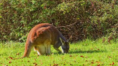 Kırmızı kanguru, Macropus Rufus tüm kanguruların en büyüğü, Avustralya 'ya özgü en büyük karasal memeli ve mevcut en büyük keseli hayvandır..