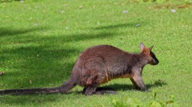 Wallaby bataklığı, Wallabia bicolor, küçük kangurulardan biridir. Bu valabi aynı zamanda siyah valabi olarak da bilinir.