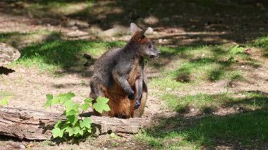 Wallaby bataklığı, Wallabia bicolor, küçük kangurulardan biridir. Bu valabi aynı zamanda siyah valabi olarak da bilinir.