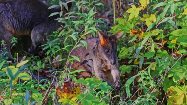 Wallaby bataklığı, Wallabia bicolor, küçük kangurulardan biridir. Bu valabi aynı zamanda siyah valabi olarak da bilinir.