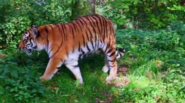 Sibirya kaplanı, Panthera tigris altaica dünyanın en büyük kedisidir.
