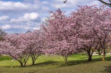 Almanya 'da Münih' te kiraz çiçekleri açar. Mavi ve bulutlu arkaplanlı pembe kiraz çiçekleri. Almanya 'da bahar.