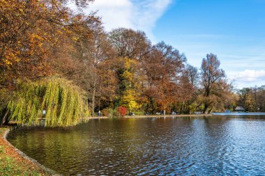 Münih 'in ünlü dinlenme yeri Englischer Garten' da altın sonbahar manzarası. Düşmüş yaprakları ve altın güneş ışığı olan İngiliz bahçesi. Münih, Bavyera, Almanya