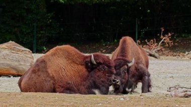 Bizon ya da bizon, bir zamanlar Kuzey Amerika 'da geniş sürüler halinde yaşayan bir bizon türüdür..