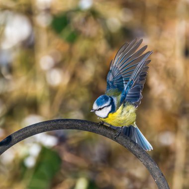 The Eurasian blue tit, Cyanistes caeruleus is a small passerine bird in the tit family, Paridae. It is easily recognisable by its blue and yellow plumage and small size.