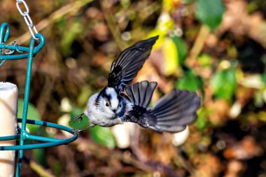 The Long-tailed Tit or Long-tailed Bushtit, Aegithalos caudatus, is a common bird found throughout Europe and Asia. Here in Munich, Germany