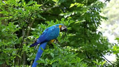 Mavi ve sarı papağan, Ara aratyası, mavi ve altın papağanı olarak da bilinir, çoğunlukla mavi üst kısımları ve açık turuncu alt kısımları olan büyük bir Güney Amerika papağanıdır.