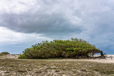 Arvore da Preguica, Jericoacoara, Kuzeydoğu Brezilya 'daki Tembel Ağaç. Kum tepelerinin ortasında güzel bir ağacın olduğu yaz manzarası