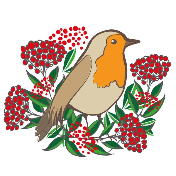 Beautiful Robin Redbreast and cotoneaster berries and leaves. Isolated vector illustration. Garden bird sitting amongst lush foliage and shrub fruit. Winter nature wildlife design for greeting cards — Stock Vector