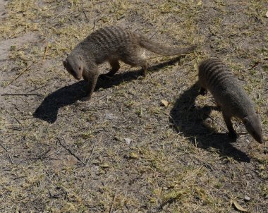 Savannah Zebramanguste