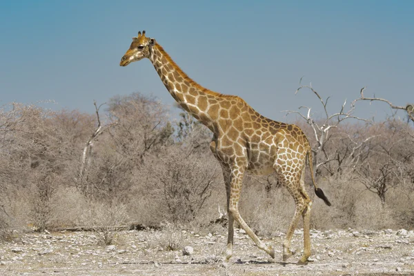 Girafe dans la savane — Photo