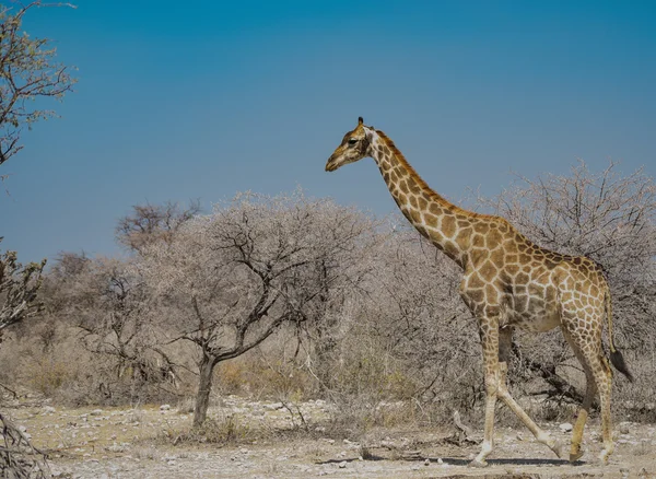 Girafe dans la savane — Photo