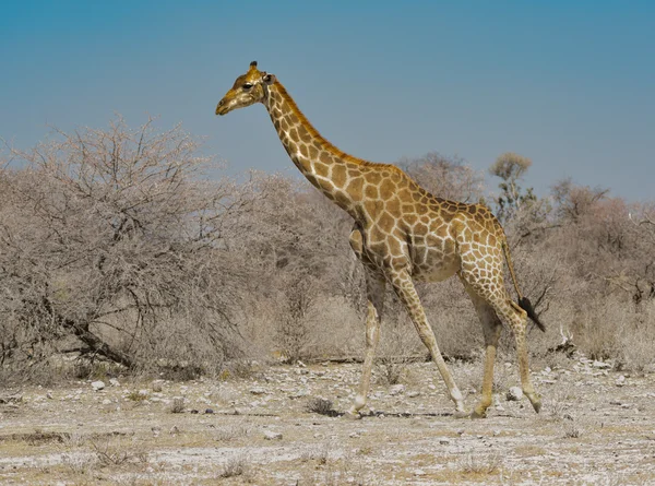 Girafe dans la savane — Photo