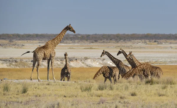 Girafe dans la savane — Photo