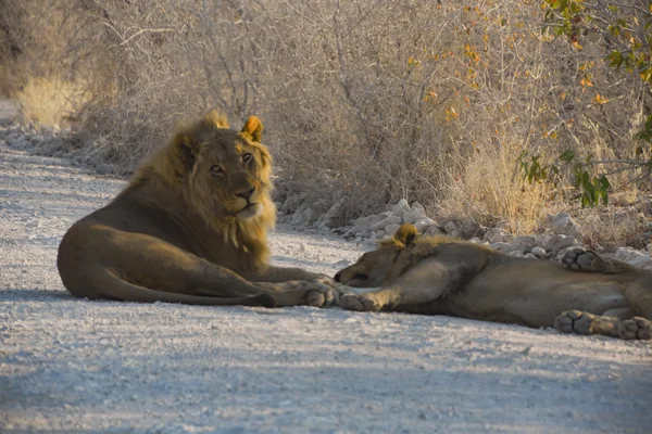 Лев в Намибии — стоковое фото