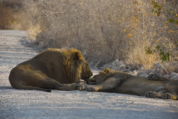 Λιοντάρι στην Ναμίμπια αφρικα — Φωτογραφία Αρχείου
