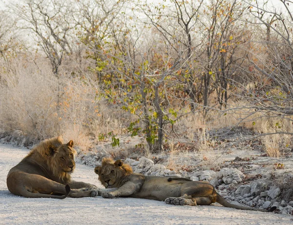 Lion in Namibia Afrika — Stock Photo, Image
