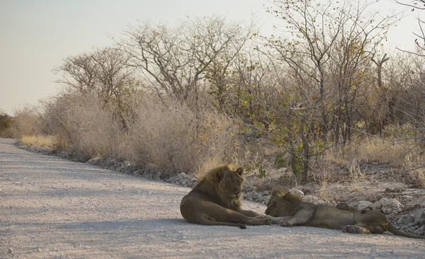 Leeuw in Namibië, Afrika — Stockfoto