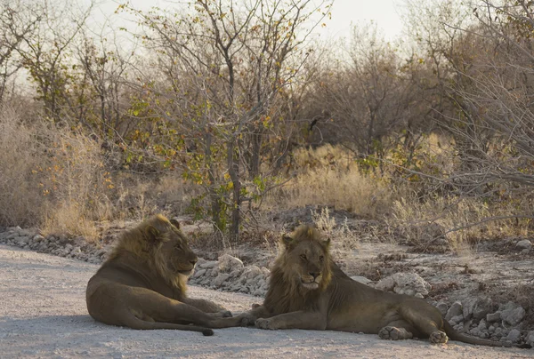 León en Namibia Afrika — Foto de Stock