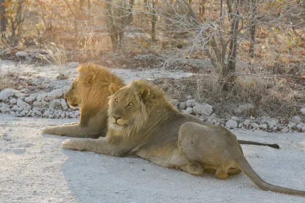 Leão na Namíbia Afrika — Fotografia de Stock