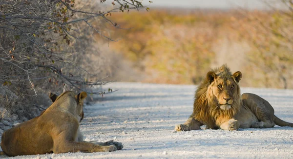 Leone in Namibia Afrika — Foto Stock