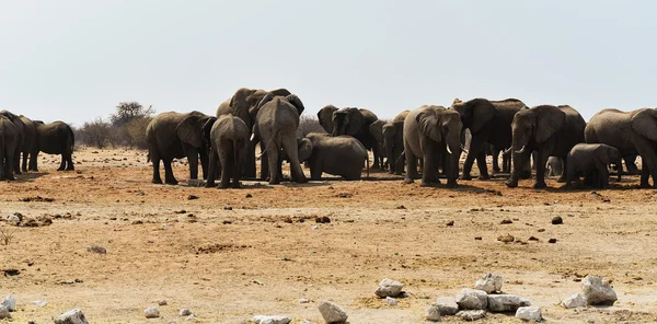Manada de elefantes en la sabana — Foto de Stock