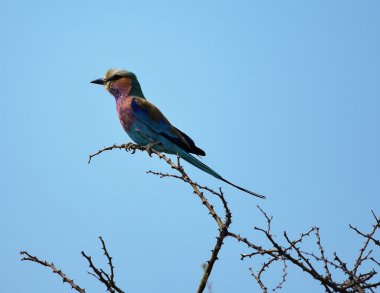Namibya Afrika içinde Lila göğüslü roller