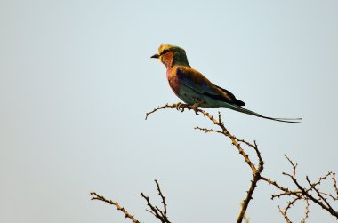 Namibya Afrika içinde Lila göğüslü roller
