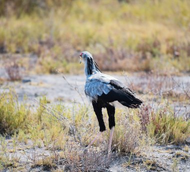 Namibya Afrika sekreterlik