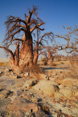 Baobab ağacı Savannah etkin Milli Parkı