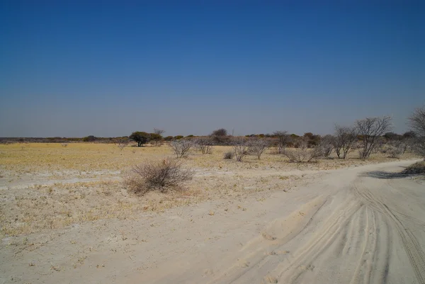 Baobabu w sawannie z Etosha National Park — Zdjęcie stockowe