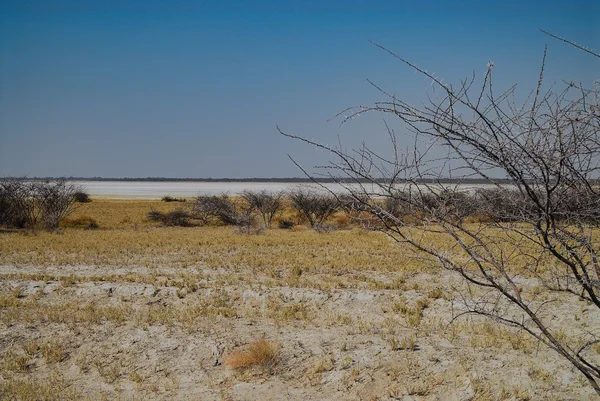 Baobabu w sawannie z Etosha National Park — Zdjęcie stockowe