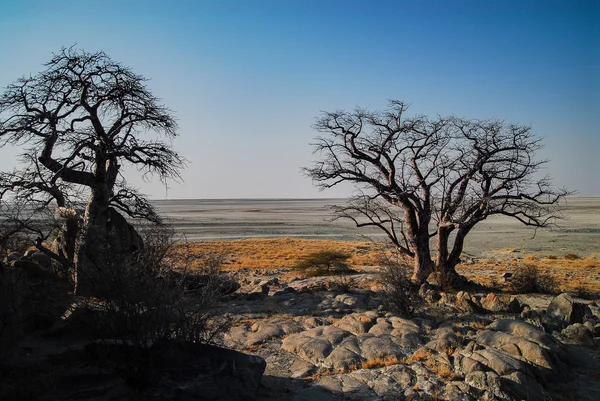 Baobab Árbol en la sabana del Parque Nacional Etosha —  Fotos de Stock