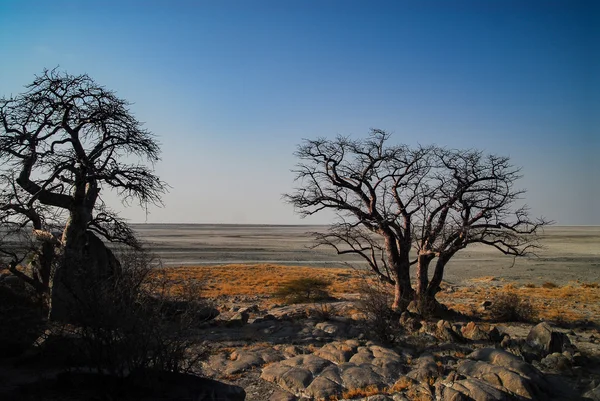 Baobab Árbol en la sabana del Parque Nacional Etosha —  Fotos de Stock
